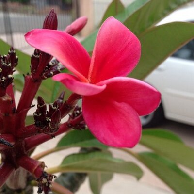 Profile Picture of Deborah Barksdale (@PlantLeucadia) on Twitter