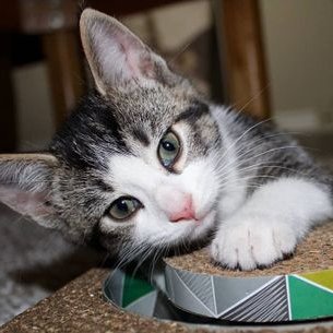 Profile Picture of Bailey Squires (@BaileySquires3) on Twitter