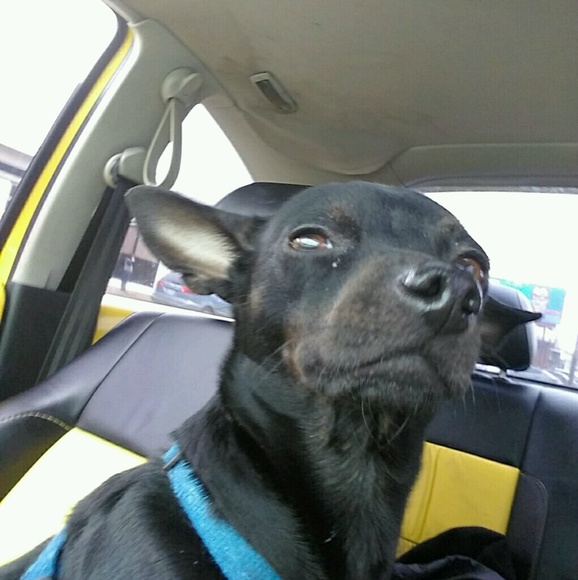 Profile Picture of Danielle Alley (@danibanani7) on Poshmark