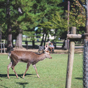 Profile Picture of Carlos Wang (@carloswang5889) on Youtube