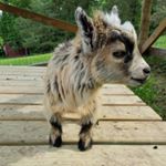 Profile Picture of Kim Swope (@goatlover04) on Instagram