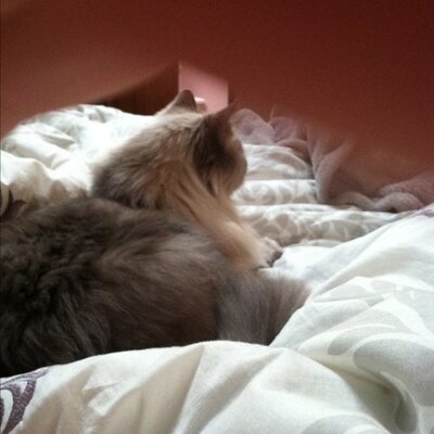Profile Picture of Lisa Scolaro (@ScolaroLisa) on Twitter