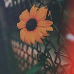 Profile Picture of Jéssica da Roseth (@rosethjessicada) on Instagram
