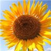 Profile Picture of Nancie Shen (@nancie-shen) on Quora