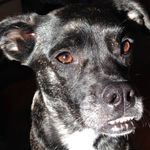 Profile Picture of Rocket The Alien 👽🚀 (@rocketthe_spaceship) on Instagram