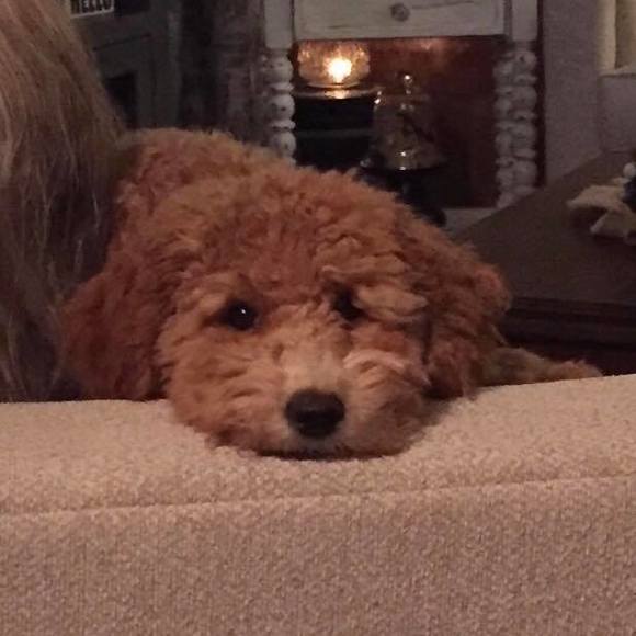 Profile Picture of Jeanna Otis (@otispepaw46) on Poshmark