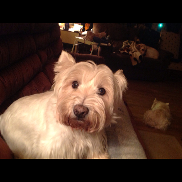 Profile Picture of Jo Bergold (@mrssspud) on Poshmark