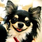 Profile Picture of Camika Winslow (@camzarella_dog_vlogs) on Instagram