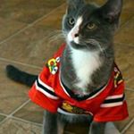 Profile Picture of Steve Martello (@stevemartello) on Instagram