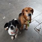 Profile Picture of Bob&Luna (@bob._e_.luna) on Instagram