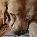 Profile Picture of Lisa Reddy (@lisareddy2005) on Instagram