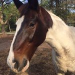 Profile Picture of Clark Barton (@phatwagons) on Instagram