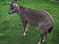 Profile Picture of Goral - Wikipediaon Wikipedia