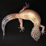 Profile Picture of Thomas McIver (@tamm031) on Instagram