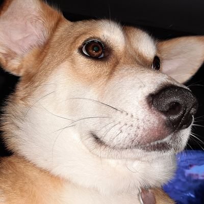 Profile Picture of Joshua Savoy (@CrummyDunks) on Twitter