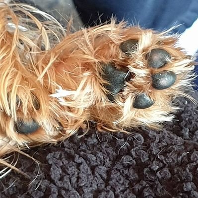 Profile Picture of Annora Sims (@AnnoraSims) on Twitter