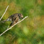 Profile Picture of Chadbourne (@chadbournekarr) on Instagram