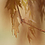 Profile Picture of Sheri Swanson (@Sheri Swanson) on Flickr