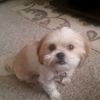 Profile Picture of Jerry Ott (@jerryo3909) on Pinterest