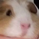 Profile Picture of Jake Birch (@jake._.birch) on Instagram