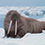 Profile Picture of Chris Dennehy (@christoper.dennehy) on Flickr