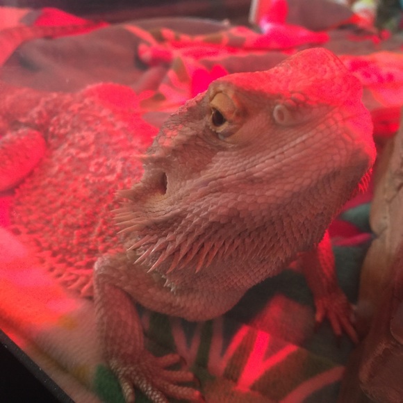 Profile Picture of Jenna Weitzman (@justliljen1) on Poshmark