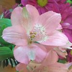 Profile Picture of Sonja Schaefbauer (@sonjaschae) on Instagram