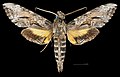 Profile Picture of Isognathus rimosaon Wikipedia