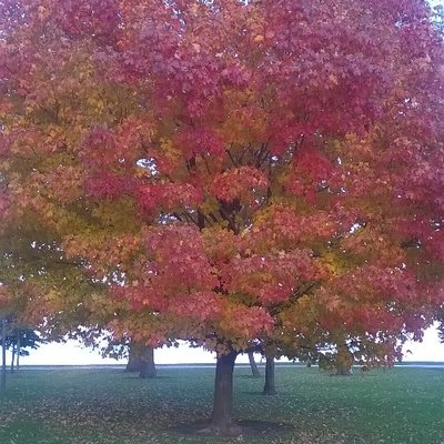 Profile Picture of Denis McRae (@DenisMcMenace) on Twitter