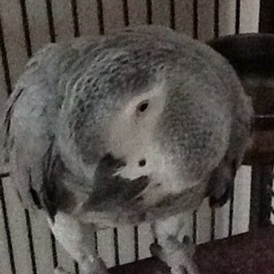 Profile Picture of Sam Howson (@howsonsammy) on Twitter