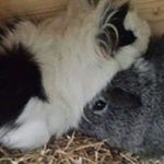 Profile Picture of Daniel Altmann (@wolfgang.rieger1) on Instagram