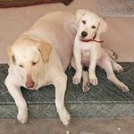 Profile Picture of Ruby, Sunshine & Joey😉 (@sniffsandpaws) on Instagram