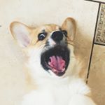 Profile Picture of Lisa (@wiselisa.corgi) on Instagram