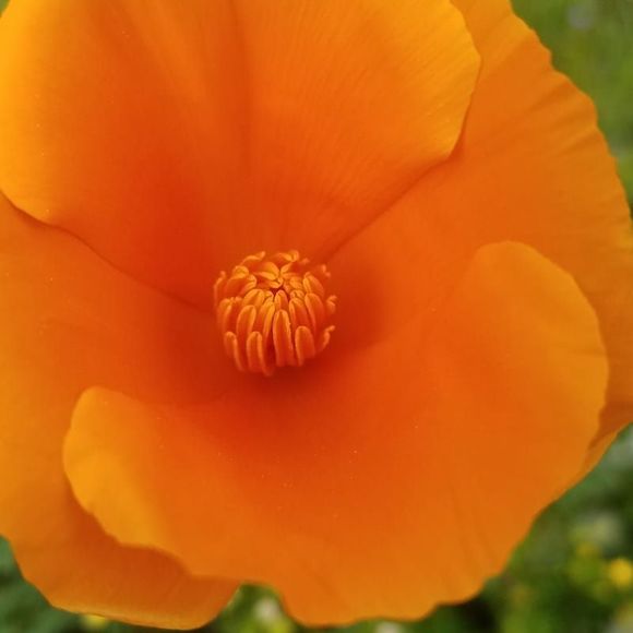 Profile Picture of Danielle Bohn (@danibohn) on Poshmark