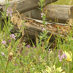 Profile Picture of Janet Davidson (@janet.davidson39) on Flickr