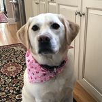 Profile Picture of Allison Szachta (@allisonszachta) on Instagram