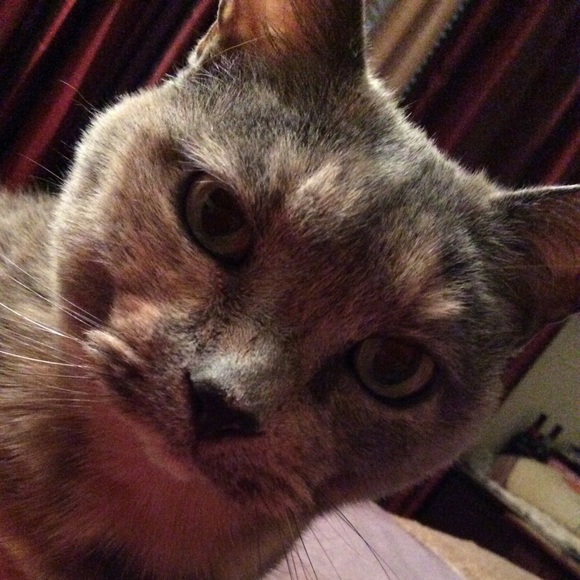 Profile Picture of Diana Dmitrevsky (@ddmeows) on Poshmark