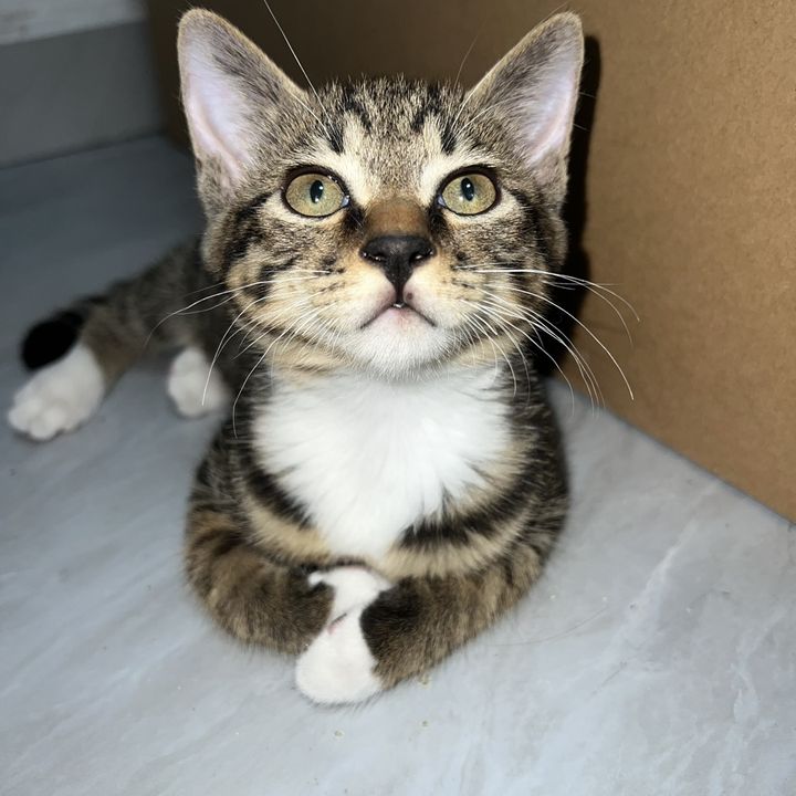 Profile Picture of jaygu (@jaygu17) on Tiktok