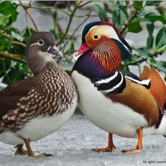 Profile Picture of Peggy Helm (@cducks) on Poshmark