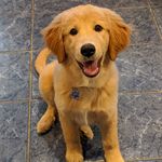 Profile Picture of Nova/ Casey Bernhardt (@novagoldenmaremma) on Instagram