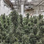Profile Picture of BURNSIDE GardenCollective LLC (@burnsidegardencollective) on Instagram
