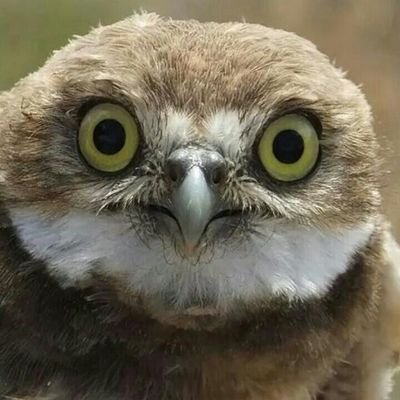 Profile Picture of Renee Duncan (@DuncanLrenee) on Twitter