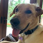 Profile Picture of Amy craig (@acraig180) on Instagram