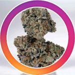 Profile Picture of Joe Cardenas (@kmkaremark) on Instagram