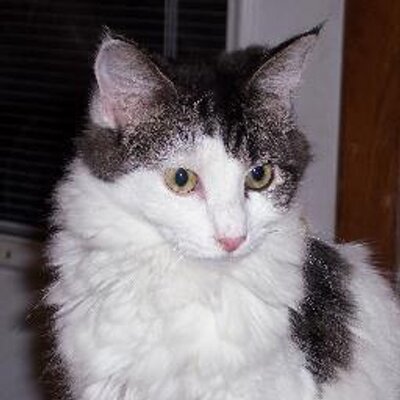 Profile Picture of Kim Ferritto (@chumbawumba65) on Twitter