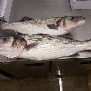 Profile Picture of Chris Fenech Mcb (@chrisfenech1) on Twitter