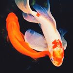 Profile Picture of Emissary (@marshallbowman) on Instagram