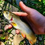 Profile Picture of Virginia Trout stocking (@virginias_trout_fishing) on Instagram