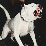 Profile Picture of Daniel Volkhin † (@volkhin72) on Instagram