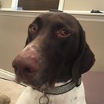Profile Picture of George&Maizey (@georgeandmaizey) on Instagram